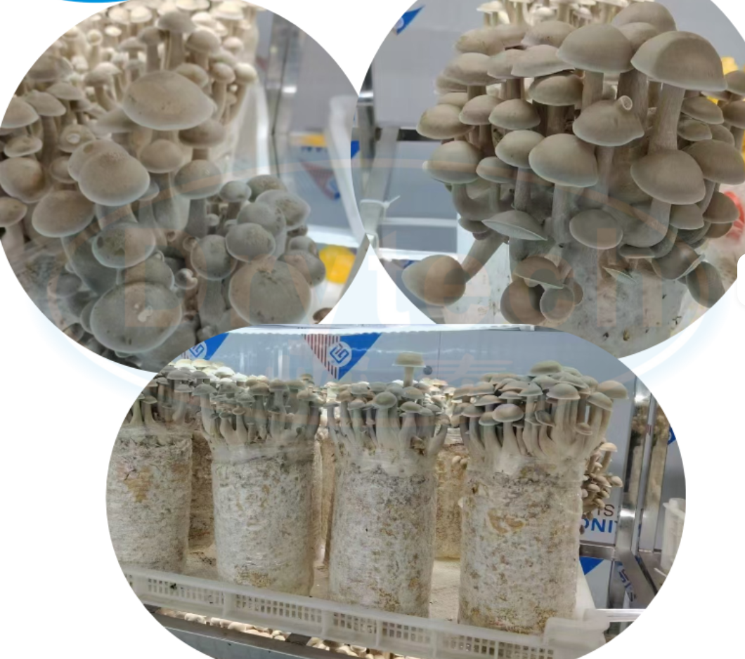 Intelligent Mushroom Cultivation Greenhouse view 5